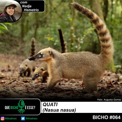 #vAPODN: quati (Nasua nasua)