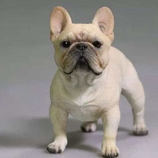 They are adorable, quirky, and fun, but know what you are getting into when you commit to purchasing a French Bulldog