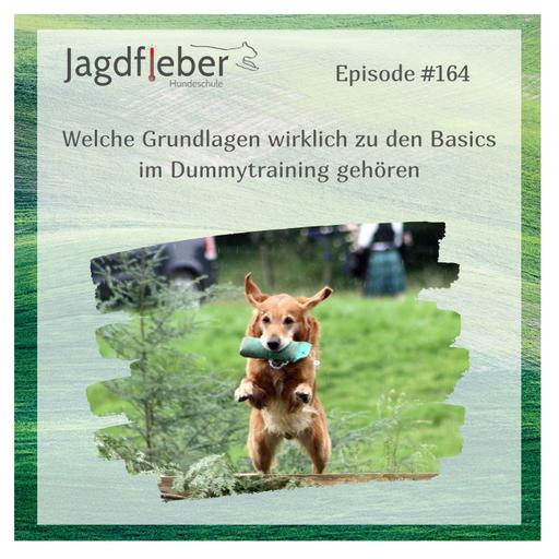 P164: Welche Grundlagen wirklich zu den Basics im Dummytraining gehören