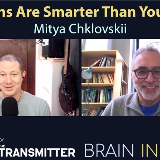 BI 205 Dmitri Chklovskii: Neurons Are Smarter Than You Think