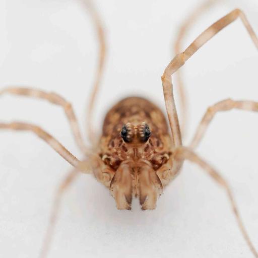 Harvestmen: The Spiders That Aren't