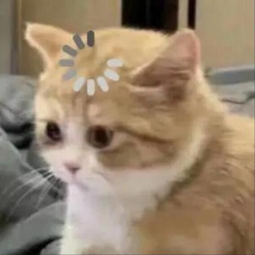 养猫后的生活哲学