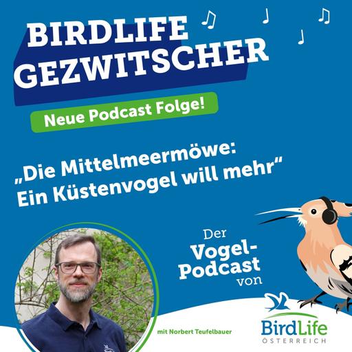 80. Die Mittelmeermöwe: Ein Küstenvogel will mehr