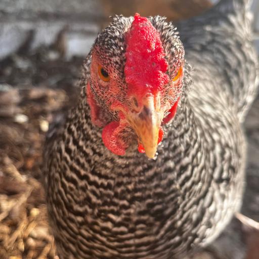 How to protect your chickens