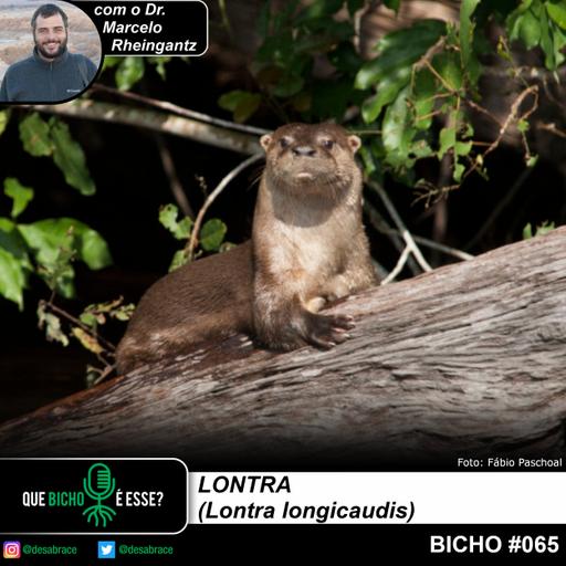 #vAPODN: lontra (Lontra longicaudis)