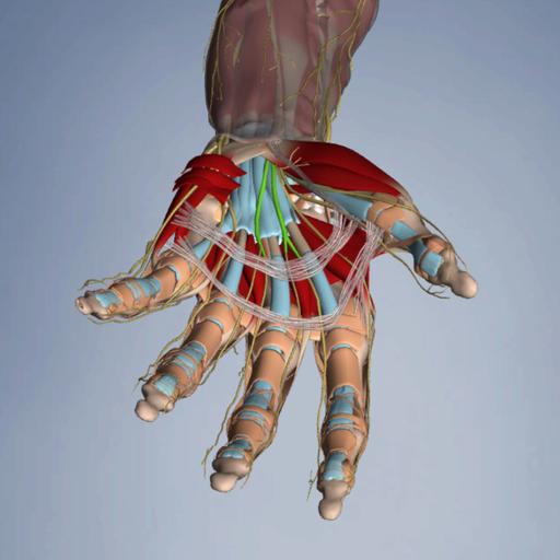 138: Carpal Tunnel Crash Course (with Whitney Lowe & Til Luchau)