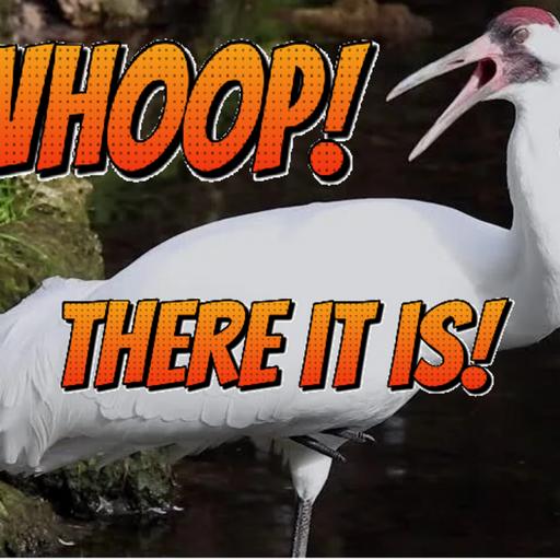 Episode 73: Whoop! There it is! (Whooping Crane)
