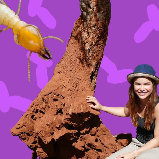 Termiten - Soziale Insekten mit spektakulären Wohnungen