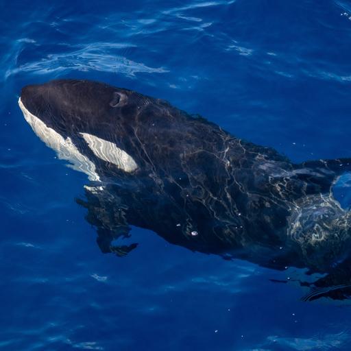 Episode 38 - Killer Whales of Bremer Canyon, 2025 Update