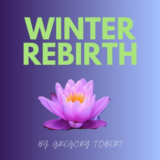 Winter Meditation to Let Go Like Trees Shedding Leaves