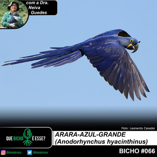 #vAPODN: arara-azul-grande (Anodorhynchus hyacinthinus)