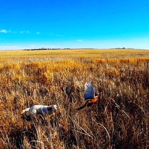Pheasant Hunting Master Class with Tim Brown