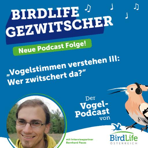 81. Vogelstimmen erlernen III: Wer zwitschert da?