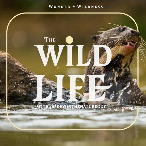 Giant River Otters and Other Adventures with Kat Foree