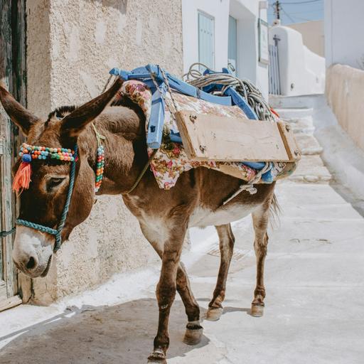 PODCAST 210 DONKEY BUSINESS