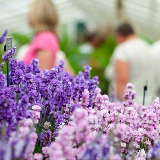 Take in an indoor garden and flower show this winter for ideas and inspiration