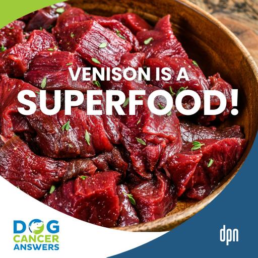 Healthy Meat for Dogs: Venison, the Superfood and Powerful Protein! | Dr. Alexandra Ubell #276