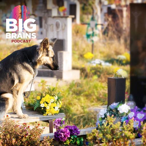 Do Animals Understand Death?, with Susana Monsó
