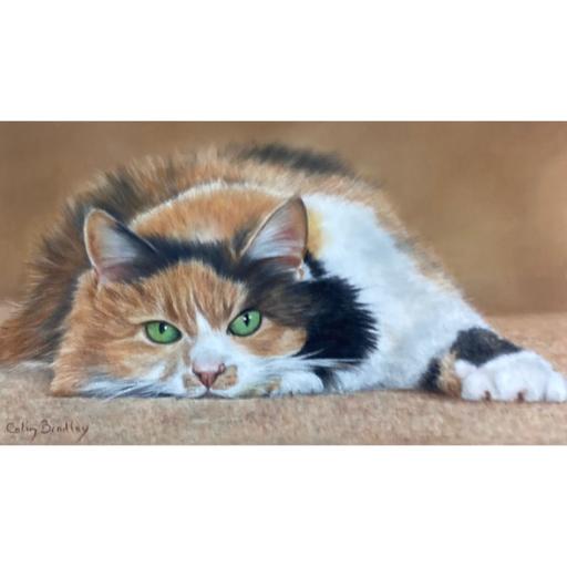 Sleeping Cats