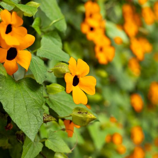 Grow tropical flowering vines as annuals this spring