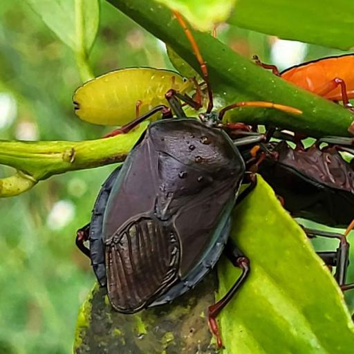 The Wonderful Wild Bugs of Oz