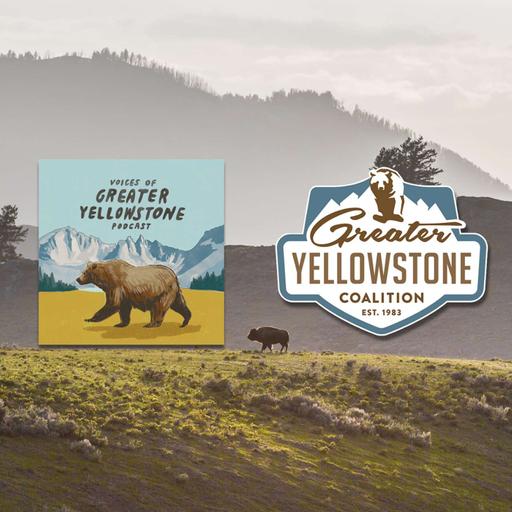 Why Yellowstone Bison Matter