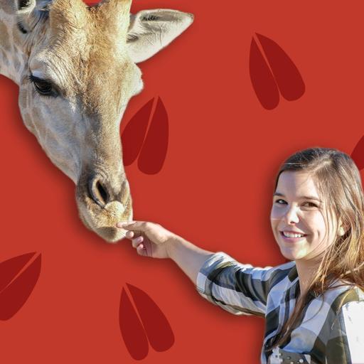 Giraffen – Die Langhälse mit der blauen Zunge