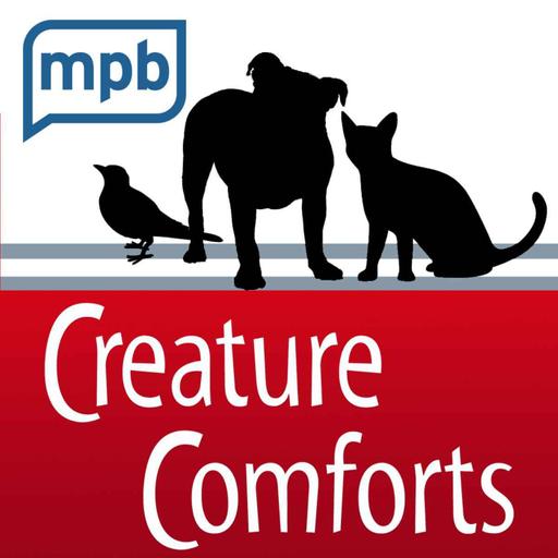 Creature Comforts | Bioluminescent Websters