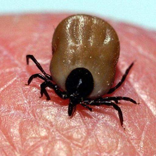 Borreliose & Co.