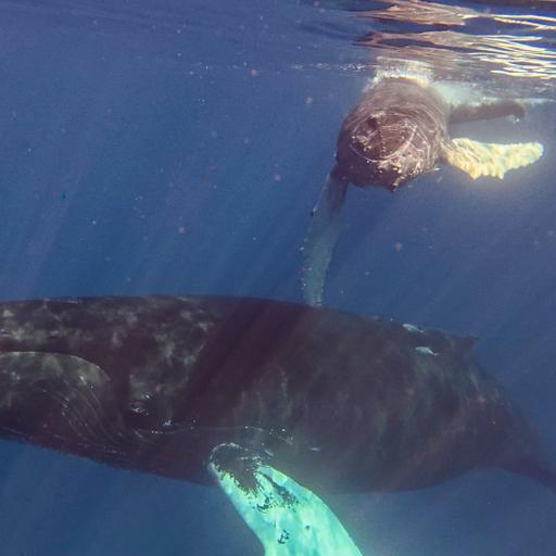 Episode 39 - Trip Report, Humpbacks of the Silver Bank