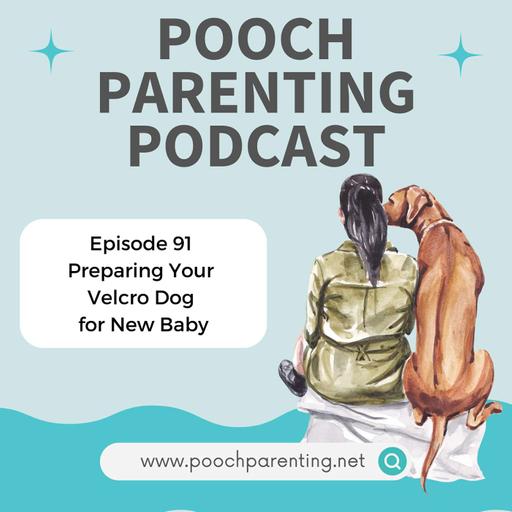 91. Preparing Your Velcro Dog For New Baby