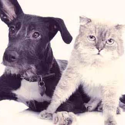 A complete and comprehensive strategy for preventing/treating arthritis in dogs and cats