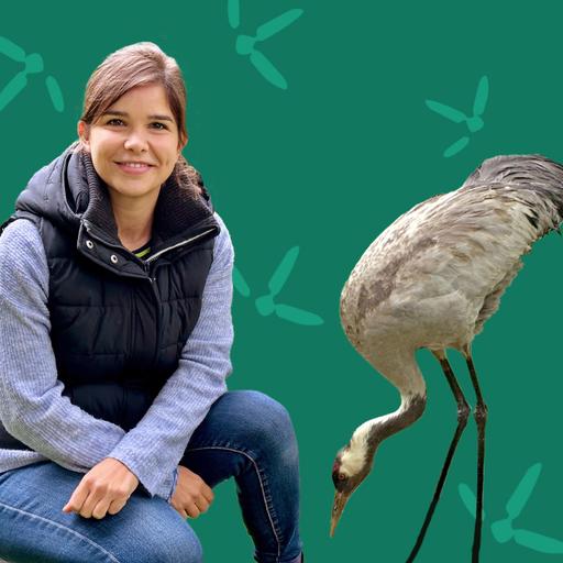 Kraniche - Tanzende Vögel mit Trompeten-Ruf