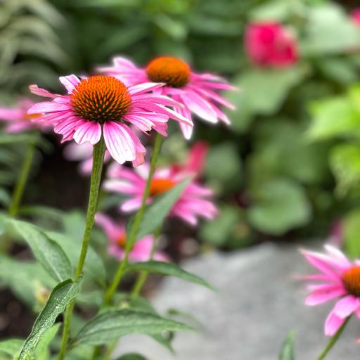 Big Ideas: Sustainable Landscape Design with Brooke Merriam