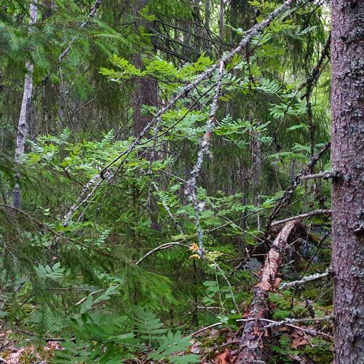 Wren’s Home Forest