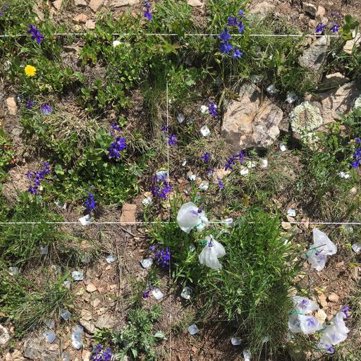 Ep. 518 - The Complexities of Plant Reproduction