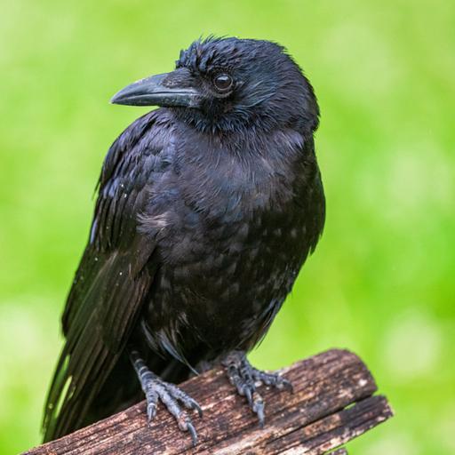 Crows - Part III - Diet, Sounds, Intelligence, and Experiments