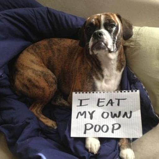 Why do some dogs eat poop??