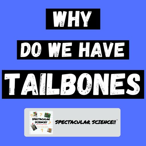 Why We Still Have Tailbones