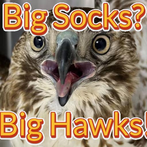 Episode 74: Big Socks? Big Hawks! (Red-Tailed Hawk)