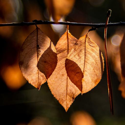 You Are Beech Tree Kin: "Each Branch Reaches to Other Branches As The Gail Rises."
