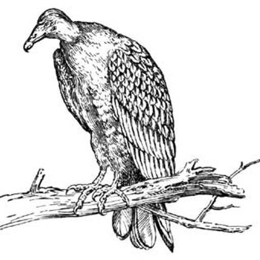 The Folktale Project - How the Turkey Buzzard Got His Suit