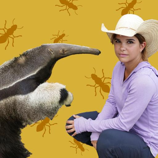 Ameisenbären - Zahnlose Röhrenschnauzen mit Klebezunge