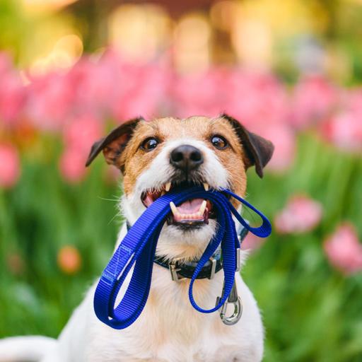 Beware of spring dangers lurking for pets