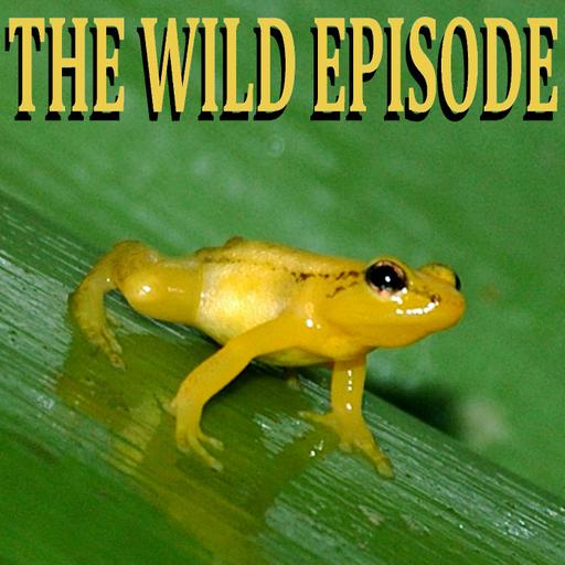 Golden Rocket Frog : The Bromeliad, the Waterfall and the Frog