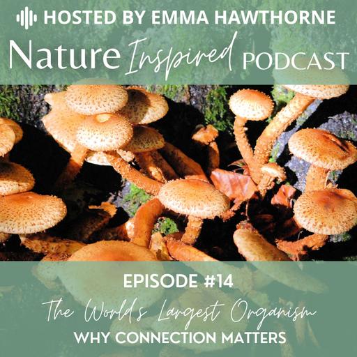 The World’s Largest Organism and Why Connection Matters