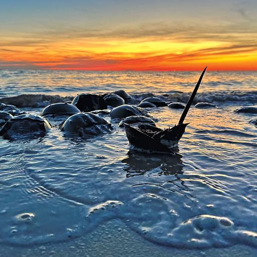 C&EN Uncovered: Turning tides for endotoxin testing