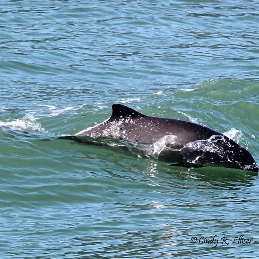 Episode 40 - Harbor Porpoise