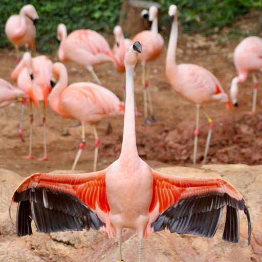 You Are Flamingo Kin - "Pink Feathers And Thick Skin"