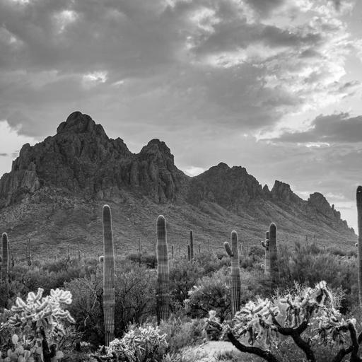 COUTURE Goes to Tucson
